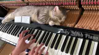 Piano woogie boogie massages for meow