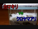 【ありの飼育記#8】カマキリ対クロヤマアリ　Praying mantis vs Japanese ant