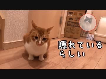3年ぶりに再会した猫⑥