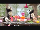 18頭のパンダ、1歳の誕生日を祝うバースデイ・パーティー