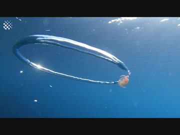 バブルリングとクラゲさん（☆ゲッダン☆ver）　※本家との比較あり