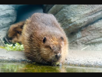 撮ってきた動物写真を公開してみる その2（通算6本目）