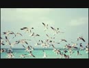 wings