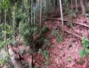 （雑談回？）変態忍者の、狩猟＆有害鳥獣駆除従事活動記・その７８