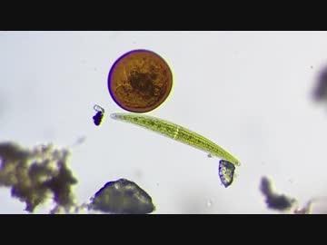 池の生き物を探して観察してみた。part5