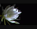 【IA ROCKS - Original】夜間飛行【飛び立つの】