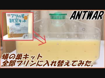 蟻の巣観察キットの砂を全部プリンに入れ替えてみたらどうなる？