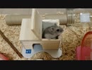 【ハムスター】さらちゃんの暴れん坊小屋破壊日記(声なし)