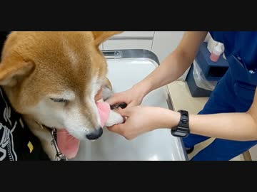 【柴わんこのはる】獣医さんでツメ切り