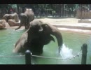 アジアゾウ達の水遊び(上野動物園)