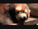 いしかわ動物・パート１