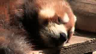 いしかわ動物・パート１