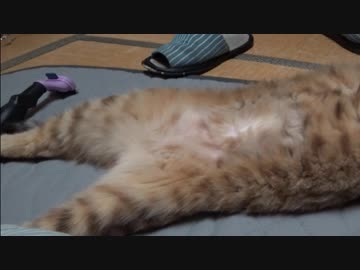 ＃108　ハゲちゃったタタルさん