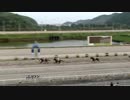 2019年7月27日高知競馬7R 岡山県馬事畜産振興協議会協賛 岡山県ももたろう特別(C2-2組) カネトシピュール