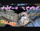 腕にすっぽり収まってしまうまったりにゃんこ様