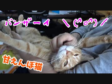 腕にすっぽり収まってしまうまったりにゃんこ様