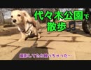 【公園散歩】心霊写真？代々木公園を犬と散歩してたら写っちゃった…(YouTubeで『ワンチュー犬』を検索！)