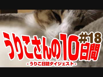 うりこさんの10日間 - 2019#18