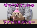 【犬のファッション】カニンヘンダックスフンドのファッションショー（プリン　2017年 冬）(YouTubeで『ワンチュー犬』と検索！)
