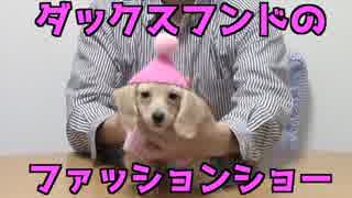 【犬のファッション】カニンヘンダックスフンドのファッションショー（プリン　2017年 冬）(YouTubeで『ワンチュー犬』と検索！)