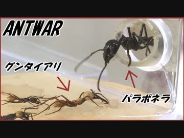人気の グンタイアリ 動画 11本 ニコニコ動画