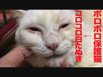 ボロボロだったオッドアイの保護猫、コロコロ白たぬきになる