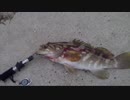 エギングしてたら、クエ釣れた！