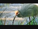 いしかわ動物・パート2