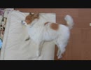 横になってスヤスヤするワンコ（パピヨン）