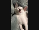 子猫がｽﾔｧしてるだけの動画