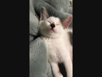 子猫がｽﾔｧしてるだけの動画