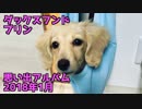 【思い出】ダックスフンド プリンのアルバム集（2018年1月）(YouTubeで『ワンチュー犬』を検索！)