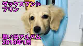 【思い出】ダックスフンド プリンのアルバム集（2018年1月）(YouTubeで『ワンチュー犬』を検索！)