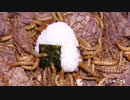ミルワームに、おにぎりを作ってあげた。