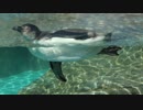 東武動物公園 フンボルトペンギン シェムリがぷかぷかする