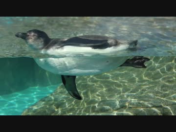 東武動物公園 フンボルトペンギン シェムリがぷかぷかする