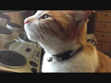 いろはにほへとウチの猫
