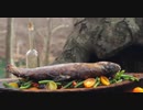 鱒の塩釜焼き