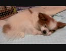 敷布団の真ん中を占拠するワンコ（パピヨン）2