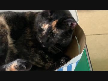 この娘、凶暴につき取り扱い注意！