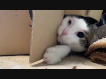 ワッフルと遊んでみた