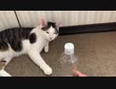 眠そうなうちの猫にボトルキャップチャレンジ