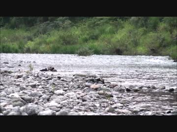 【動画素材】川の流れ ループ 2