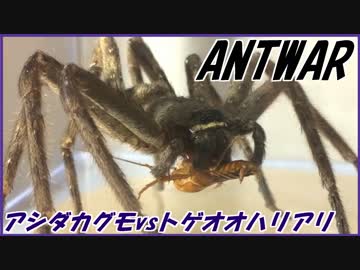 アシダカグモVSトゲオオハリアリ～洗練されゆく戦闘能力～