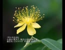 誕生日に贈る言葉～7月31日生まれの心温かく寛大なあなたに－聴きものがたり