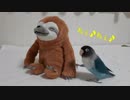 怖いもの減ったよ♪ ボタンインコ