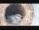 【文鳥の抱卵10日目】子育て風景