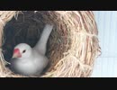 【文鳥】牙や爪の手入れ・寿命について