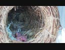 【文鳥の抱卵21日目】4匹のヒナが孵りました