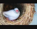【文鳥講座】ヒナが産まれたらやること